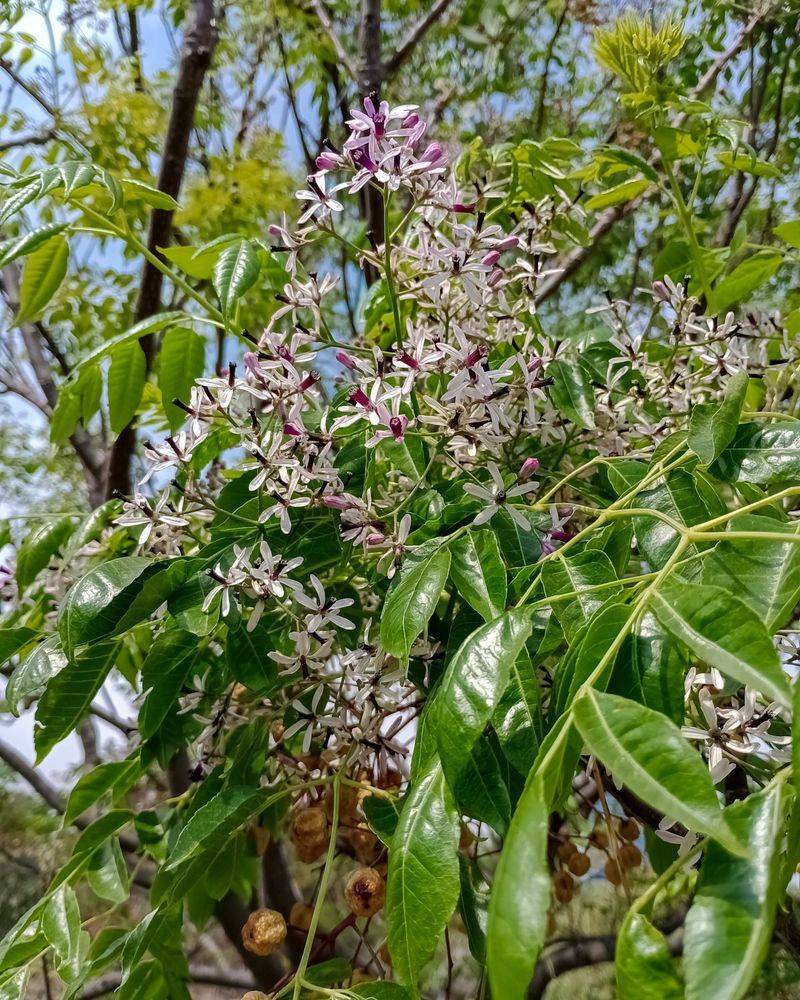 New Growth Can Return Even After The Trunk Is Cut New Growth Can Return Even After The Trunk Is Cut