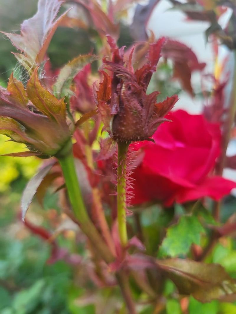 New Growth Can Stay Too Tender