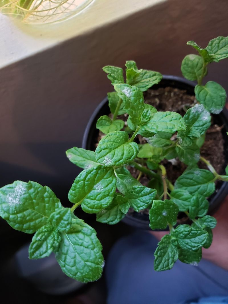 New Growth Comes At The Wrong Time