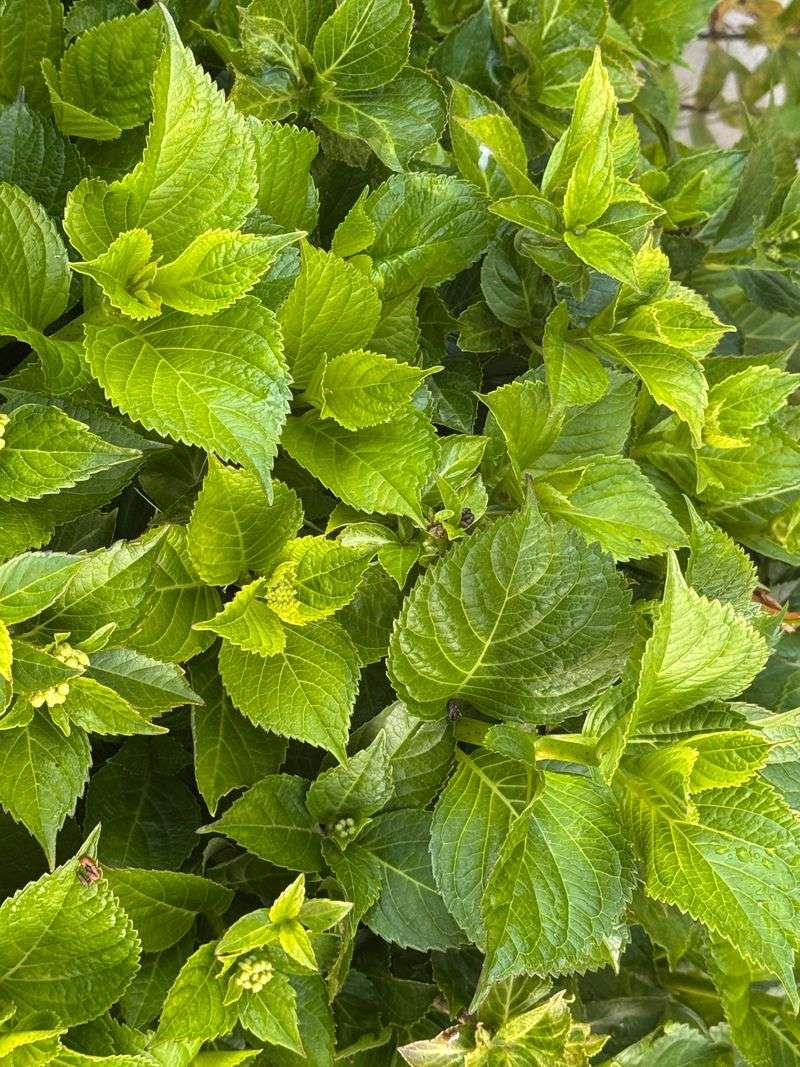 New Growth Gets Prioritized By Mistake