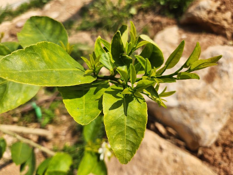 New Growth Has No Business Facing This Heat