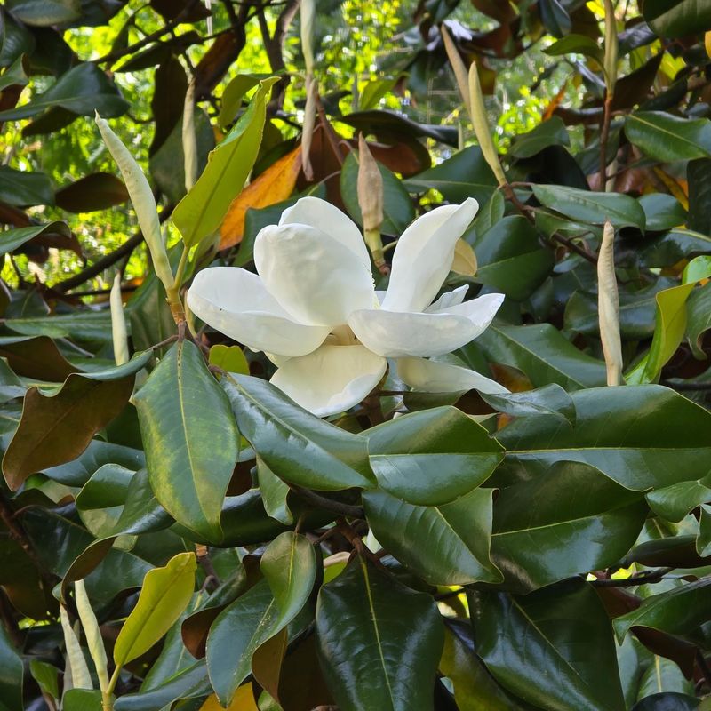 New Growth Helps Replace Older Leaves New Growth Helps Replace Older Leaves