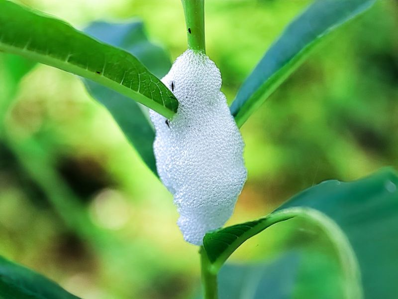 New Growth Is Where The Foam Often Shows Up First