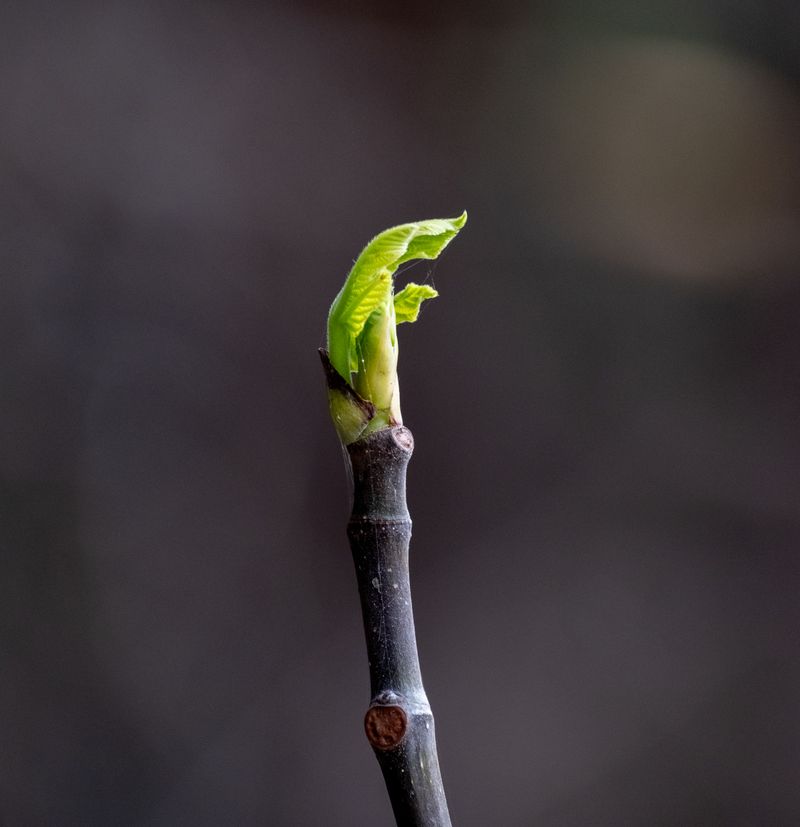 New Growth Lacks Time To Harden Off