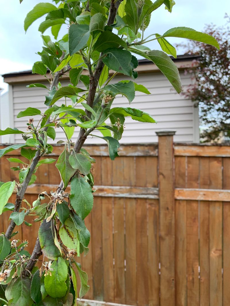New Growth Looking Limp And Stressed New Growth Looking Limp And Stressed