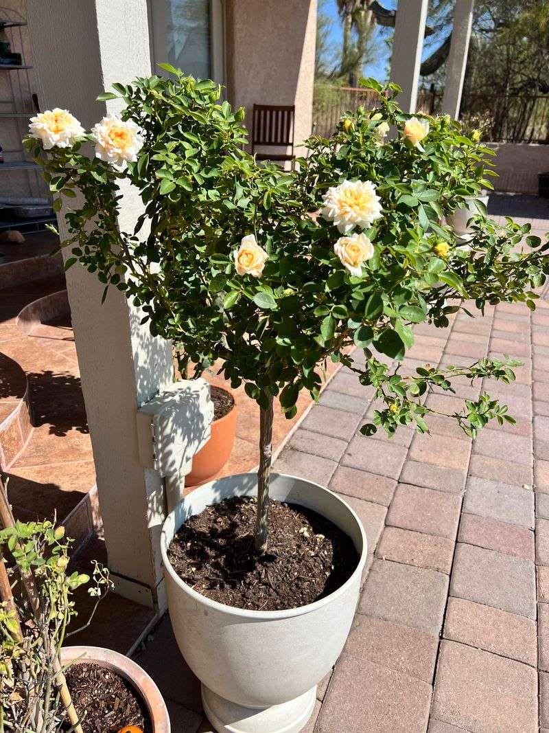 New Growth Should Pick Up As Temperatures Ease