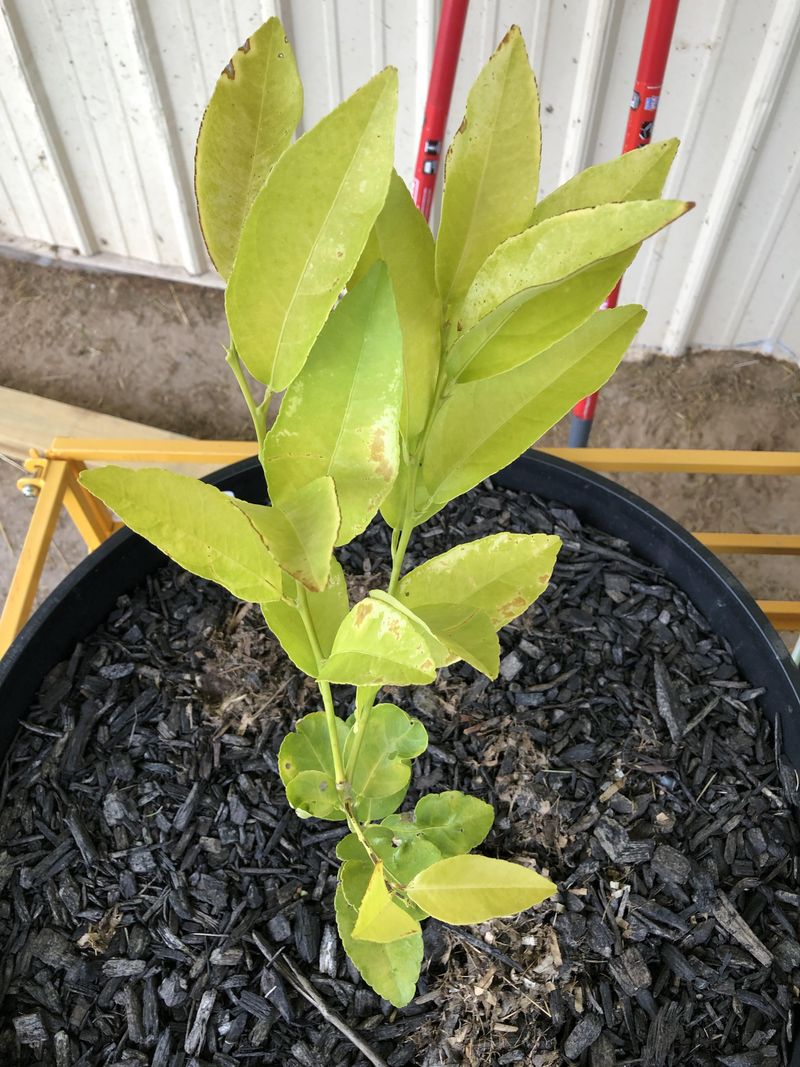 New Growth Starts Looking Smaller Or Weaker New Growth Starts Looking Smaller Or Weaker