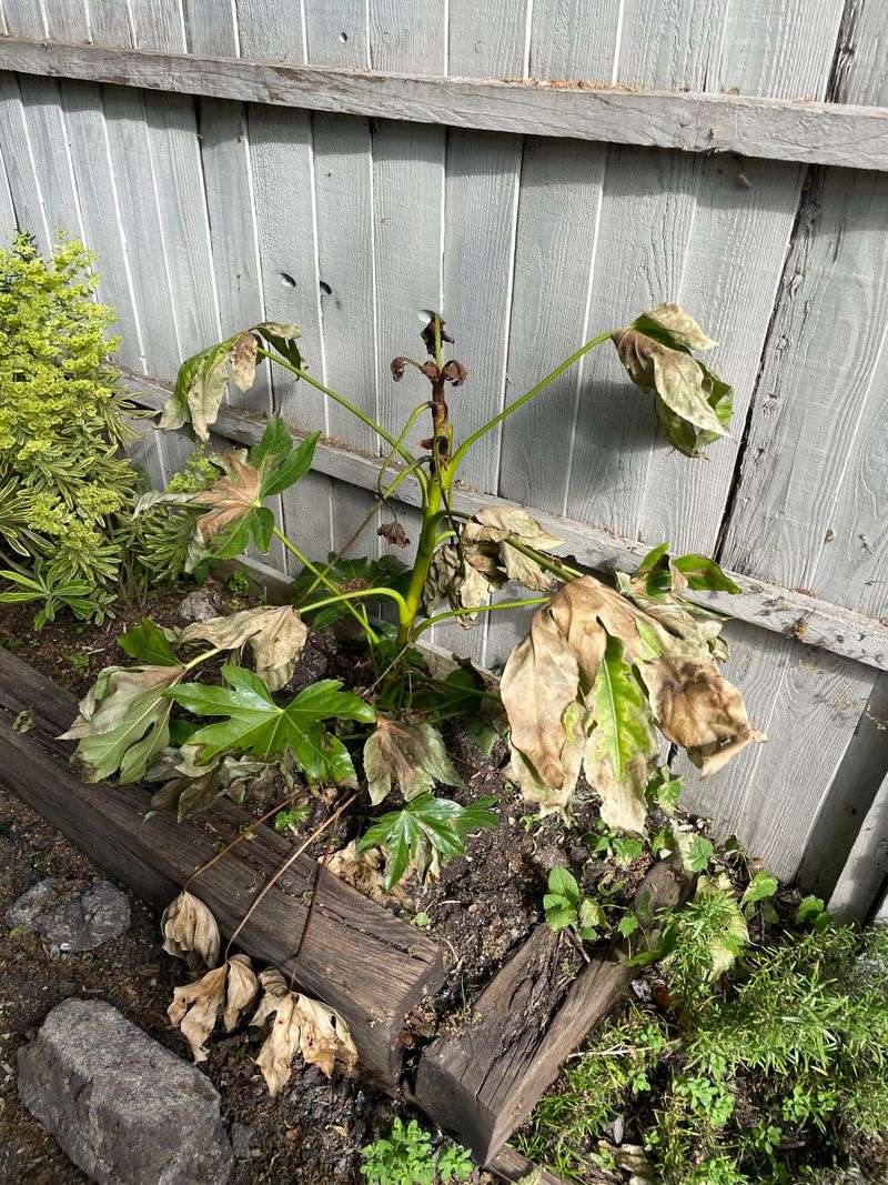 New Growth Turning Crispy Long After Temperatures Cool