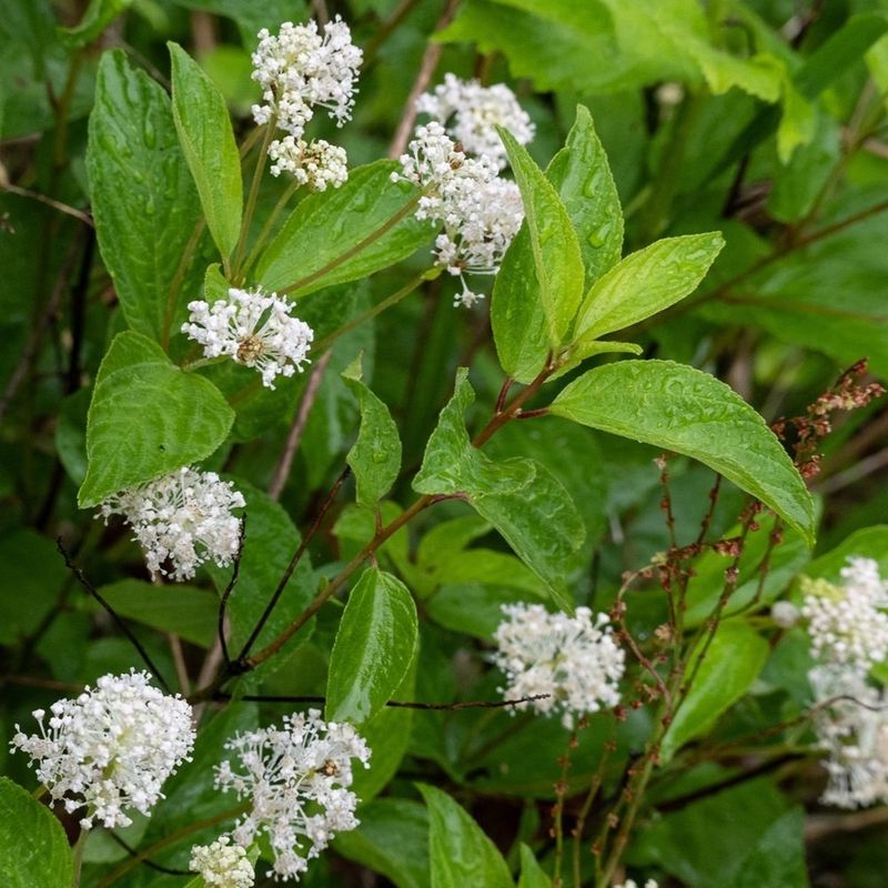 New Jersey Tea Is The Native Shrub Behind This Tough Reputation