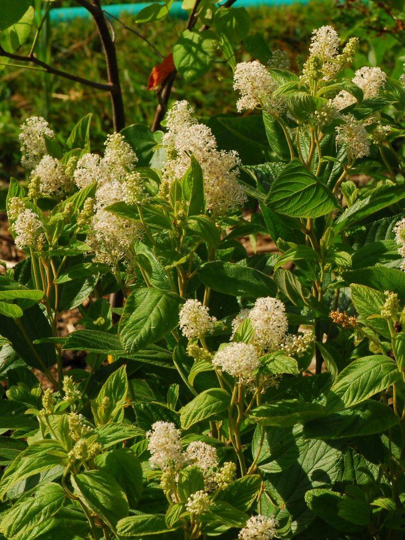 New Jersey Tea Stays Compact In Sunny Spots New Jersey Tea Stays Compact In Sunny Spots