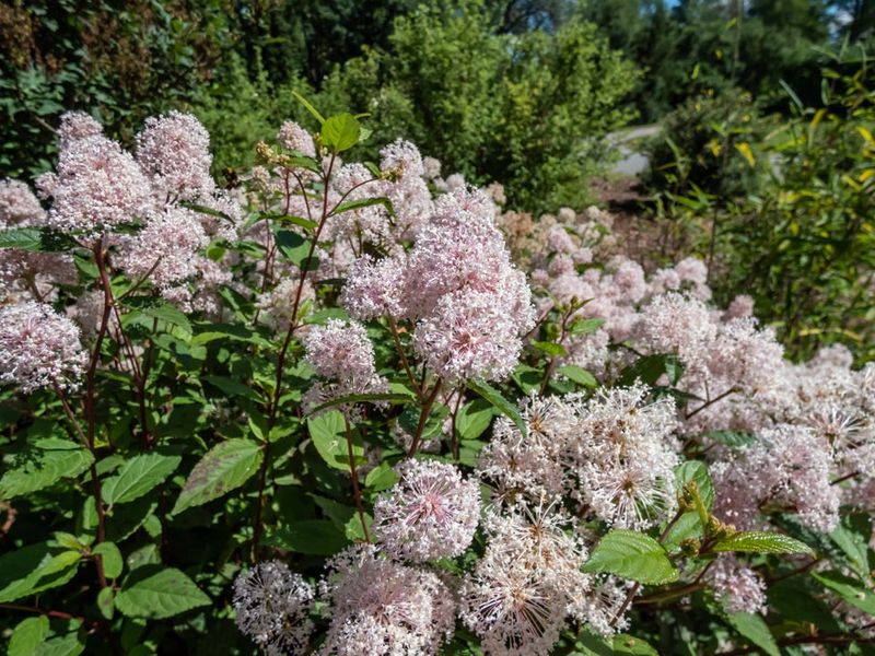 New Jersey Tea Stays Neat While Supporting Summer Pollinators New Jersey Tea Stays Neat While Supporting Summer Pollinators