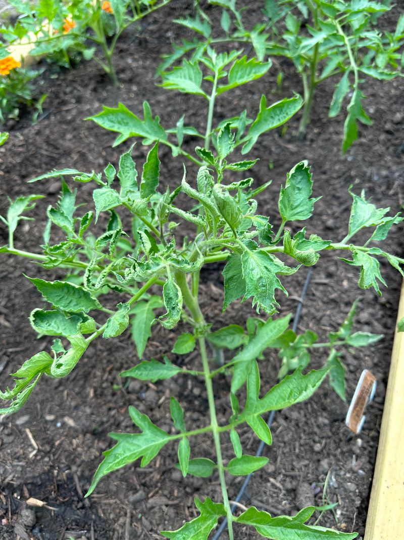 New Leaves Appearing Curled Or Crinkled New Leaves Appearing Curled Or Crinkled