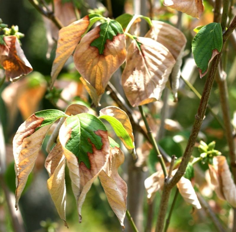 New Leaves Demand More Water New Leaves Demand More Water