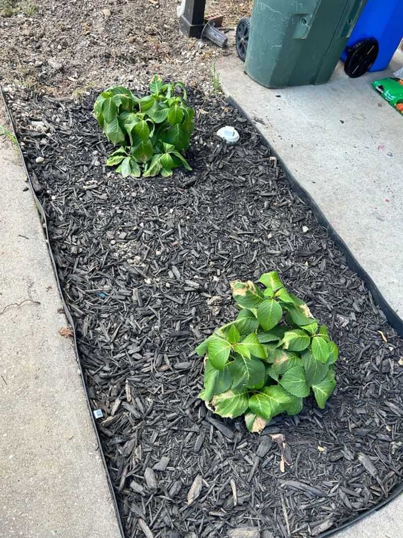 New Plantings Have Not Built Strong Root Systems Yet New Plantings Have Not Built Strong Root Systems Yet