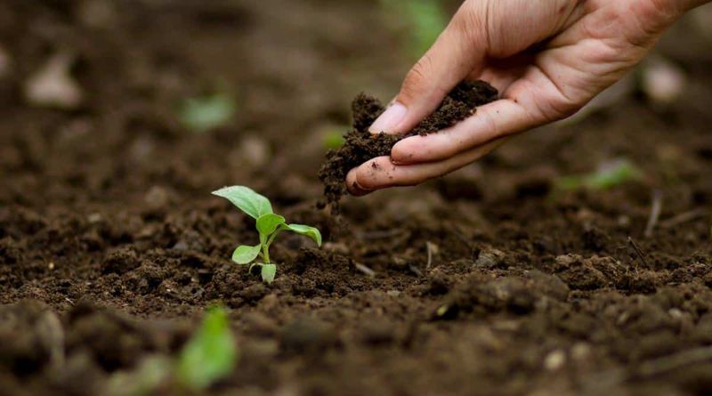 New Seedlings Need Reliable Moisture While Roots Establish