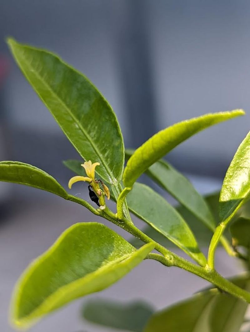 New Shoots Need Time To Harden Before Cooler Weather