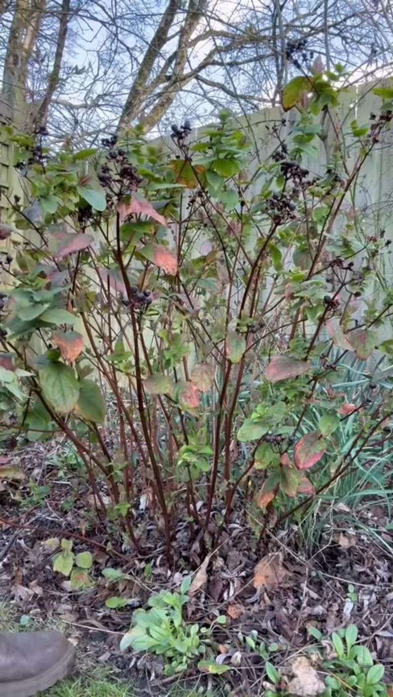 New Shoots Need Time To Harden New Shoots Need Time To Harden