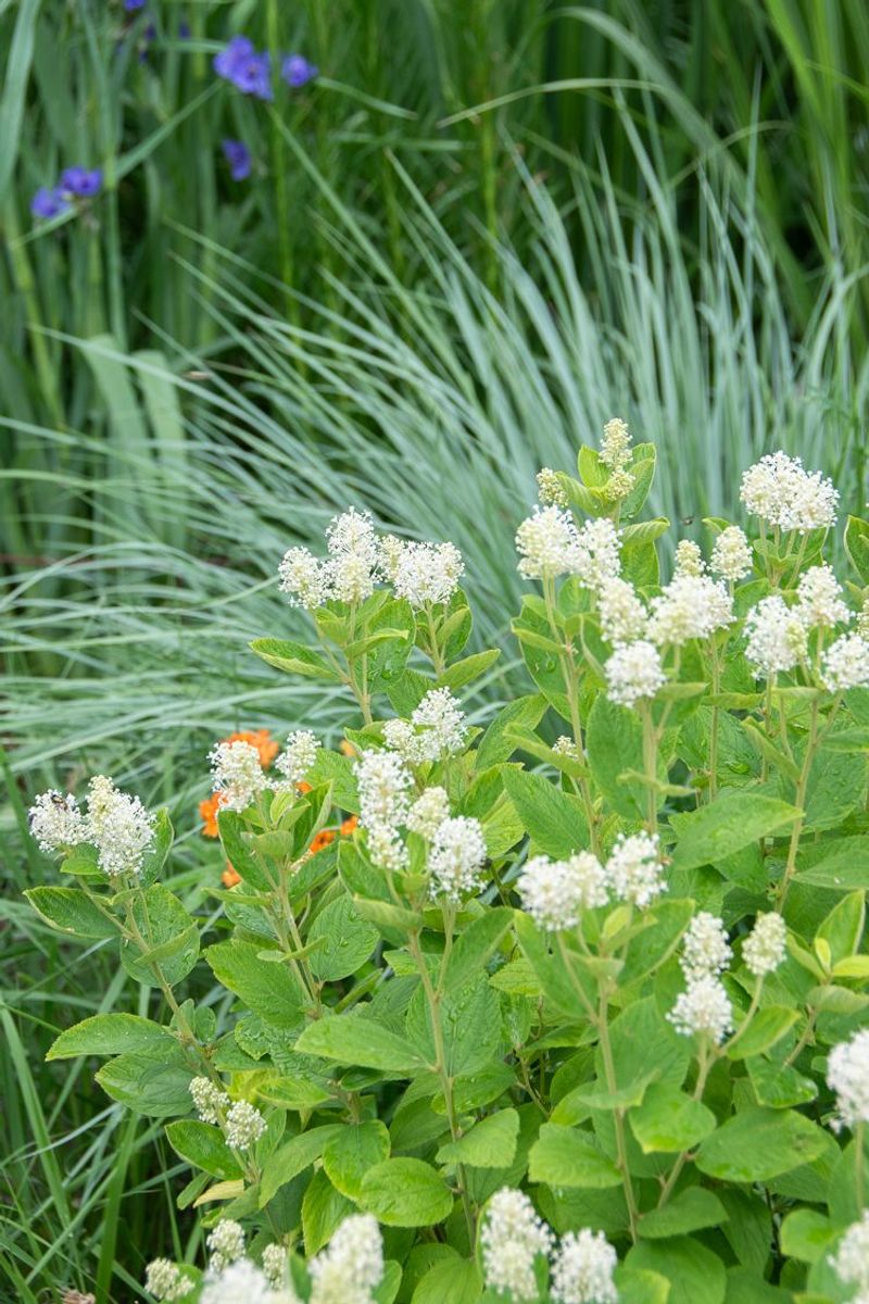 New Shrubs Need Regular Water Until Their Roots Settle In