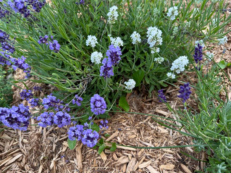 New Spring Growth Marks The Safer Cutting Line New Spring Growth Marks The Safer Cutting Line