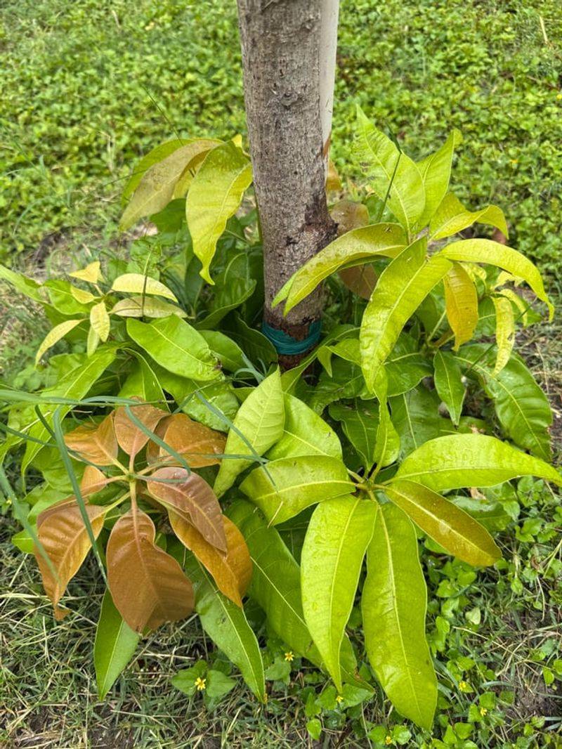New Summer Growth Shows What Actually Survived