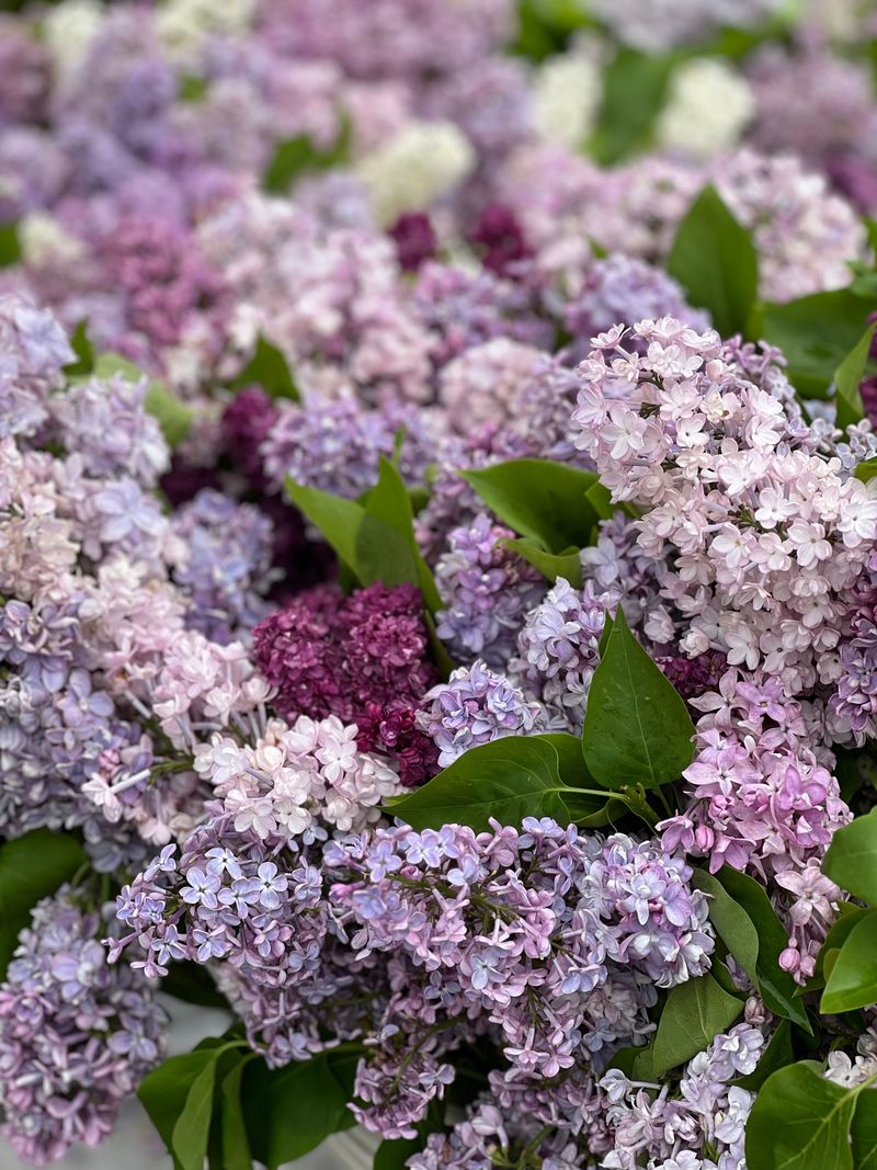 New Varieties Bringing Lilac Back Into The Spotlight