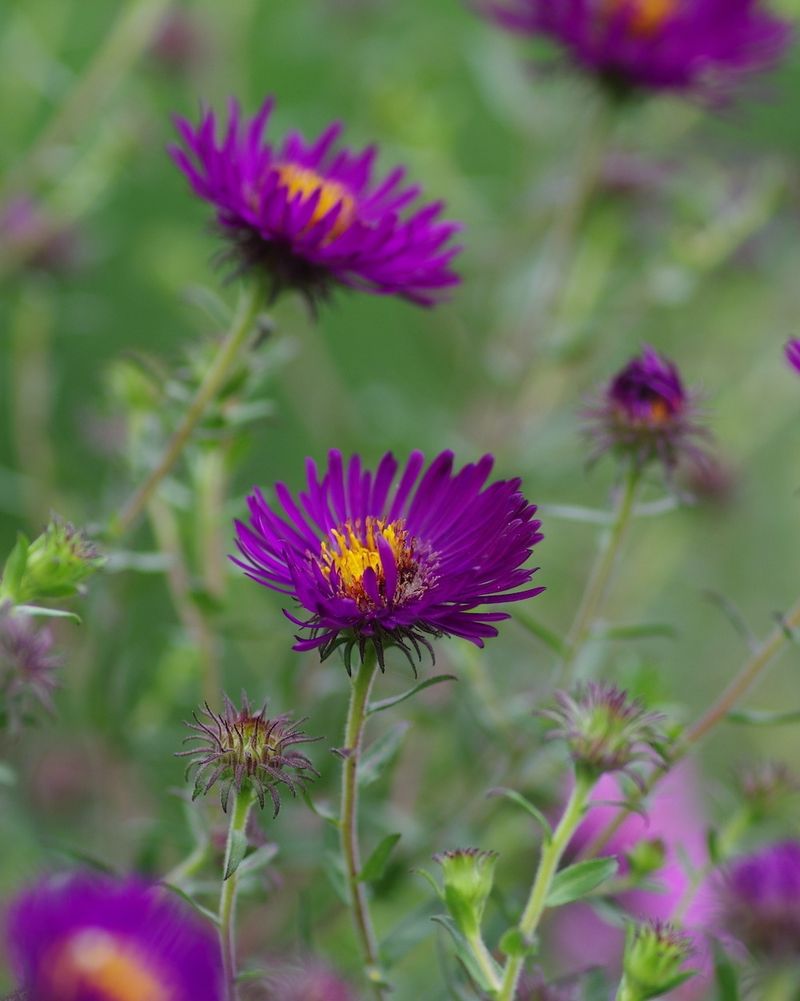 New York Aster Finishes The Season With Purple