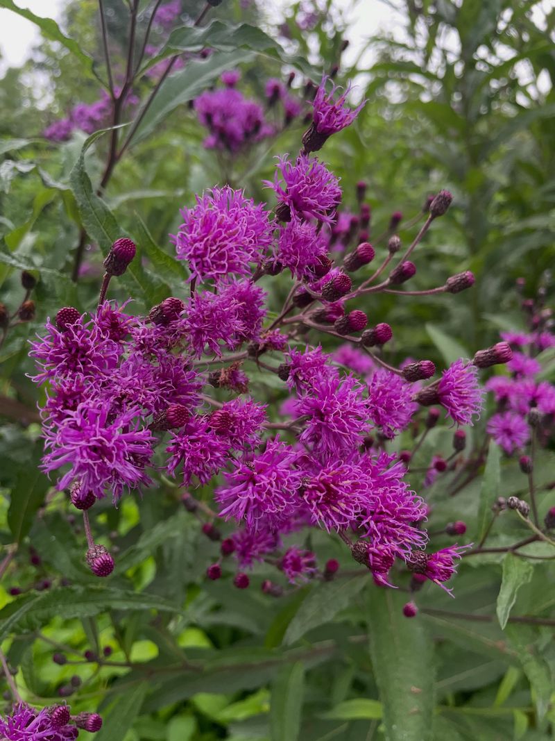 New York Ironweed New York Ironweed