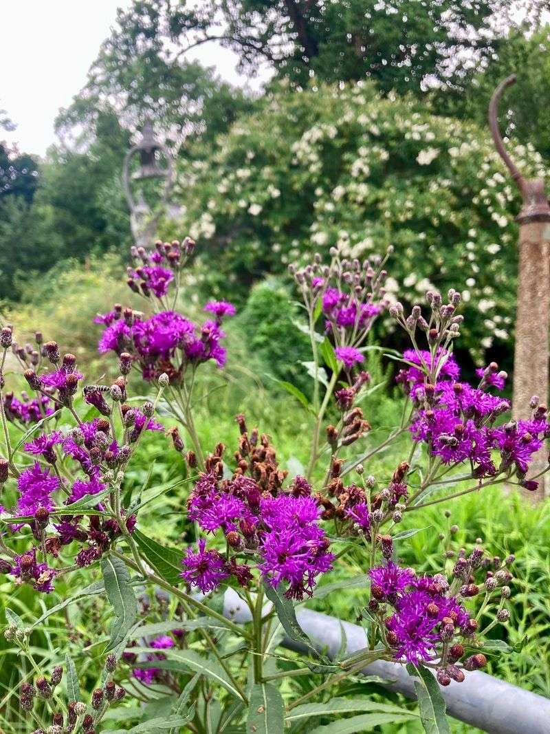 New York Ironweed Brings Deep Purple To Fall