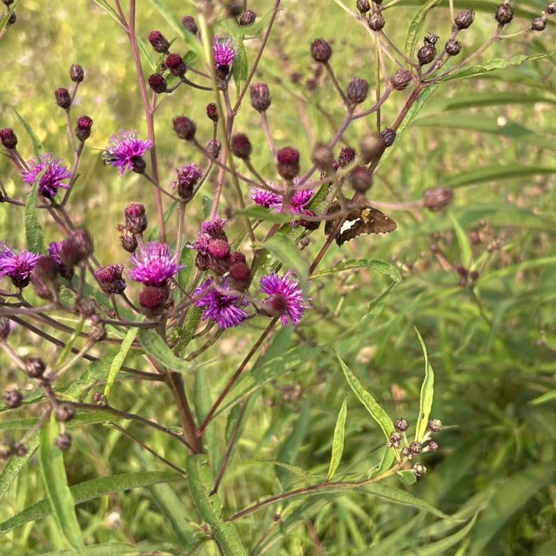 New York Ironweed Has Tall, Sturdy Upright Stems New York Ironweed Has Tall, Sturdy Upright Stems