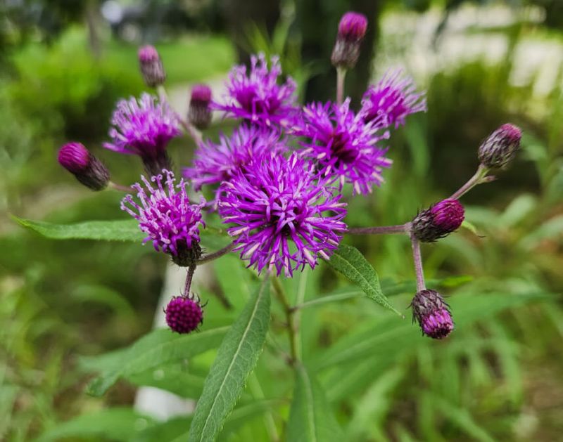 New York Ironweed New York Ironweed