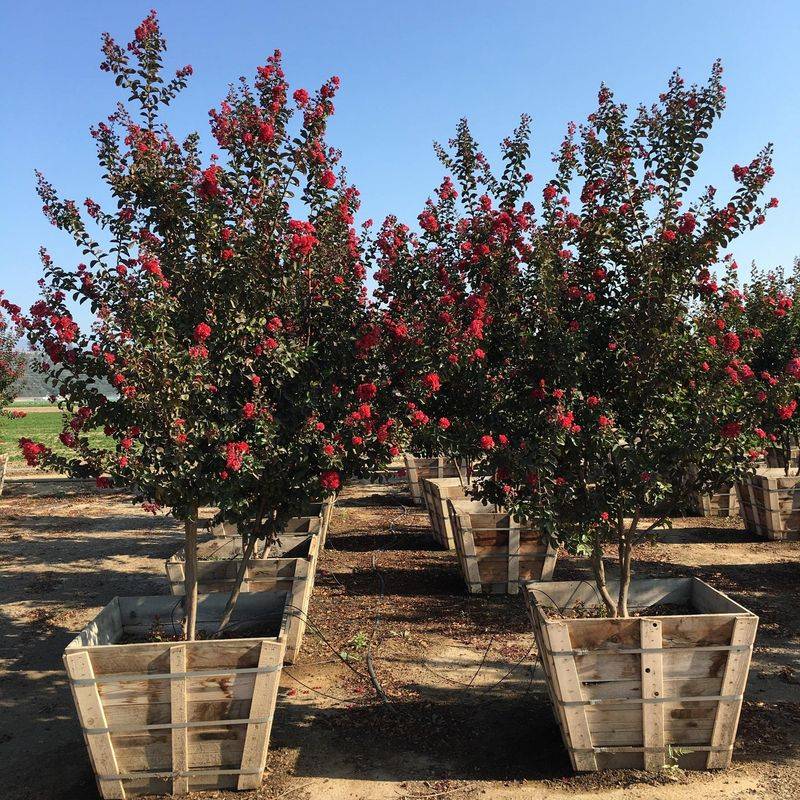 Newer Crape Myrtles May Rebloom Without Any Help At All