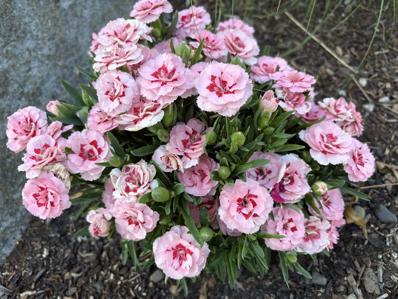 Newer Dianthus Varieties Often Steal The Spotlight Newer Dianthus Varieties Often Steal The Spotlight