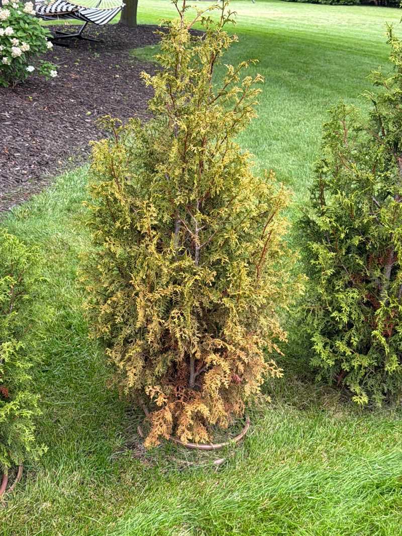 Newly Planted Arborvitae Struggle Most In Dry Years