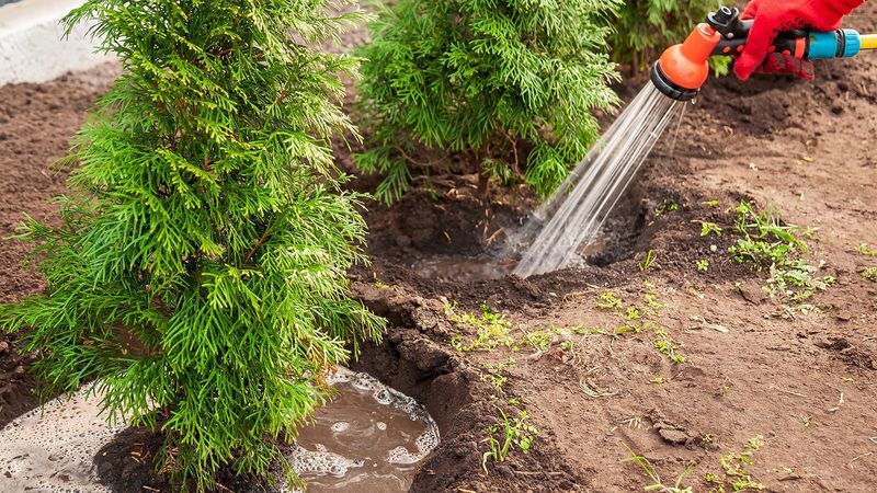 Newly Planted Evergreens Need Extra Attention