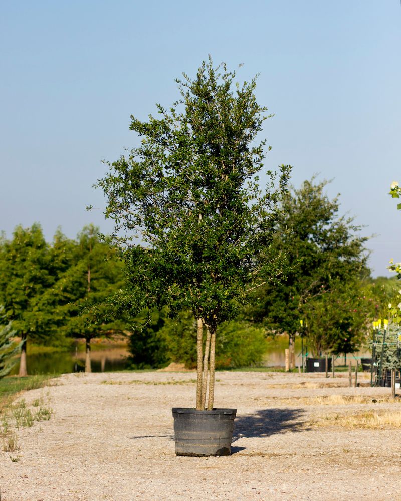 Newly Planted Live Oaks Need Consistent Water To Establish Newly Planted Live Oaks Need Consistent Water To Establish