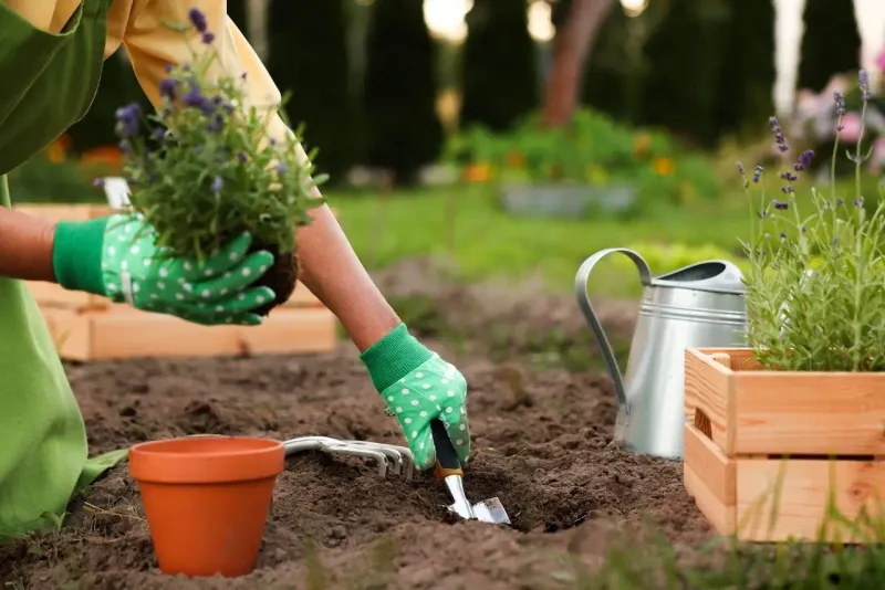 Newly Planted Perennials May Need Continued Water