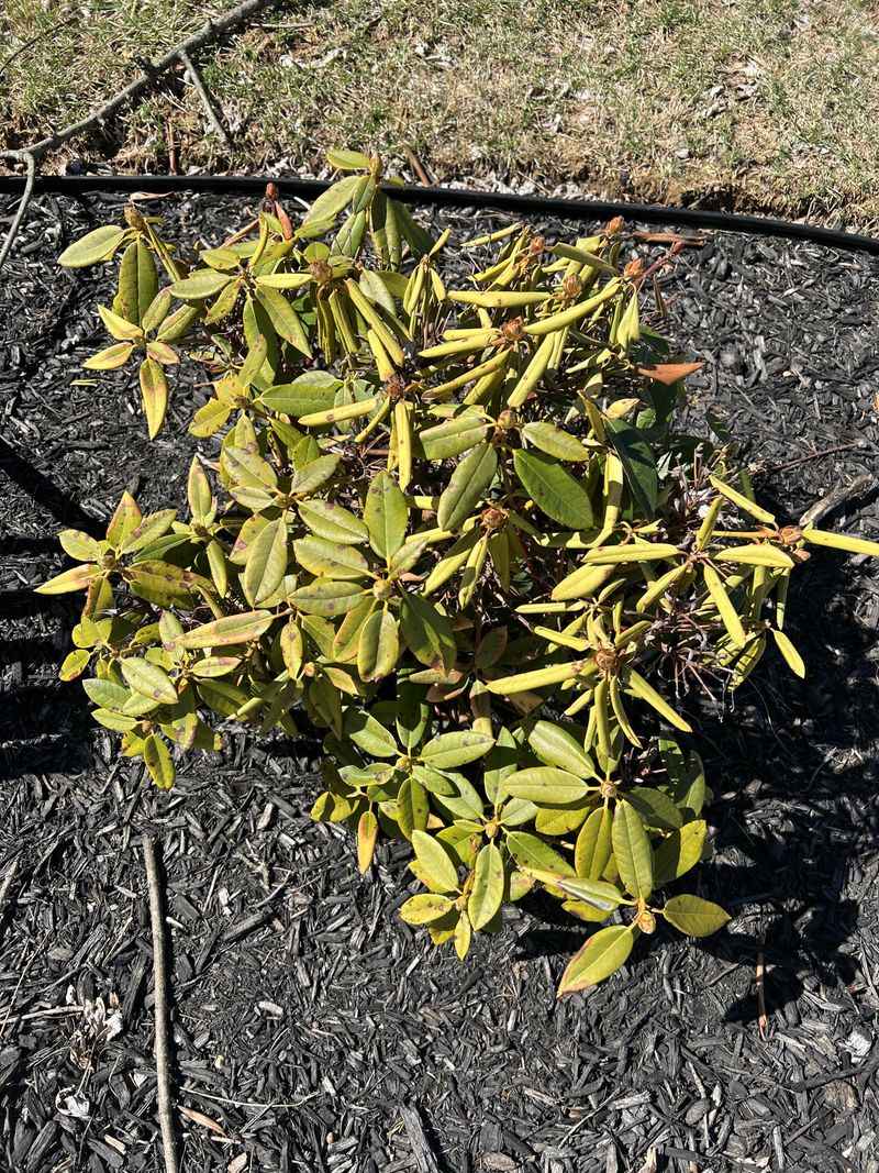 Newly Planted Rhododendrons Struggle Most During Heat Newly Planted Rhododendrons Struggle Most During Heat
