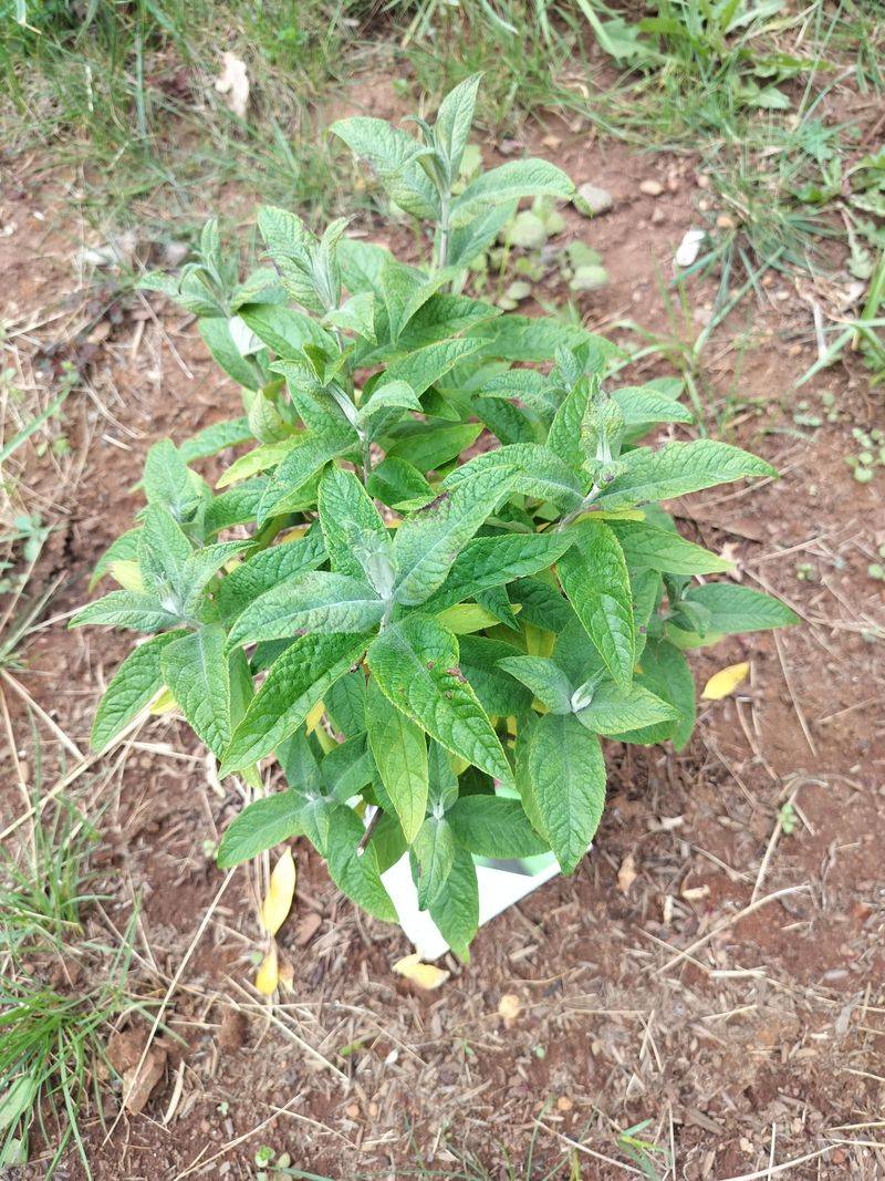 Newly Planted Shrubs Dry Out Faster Than Established Ones