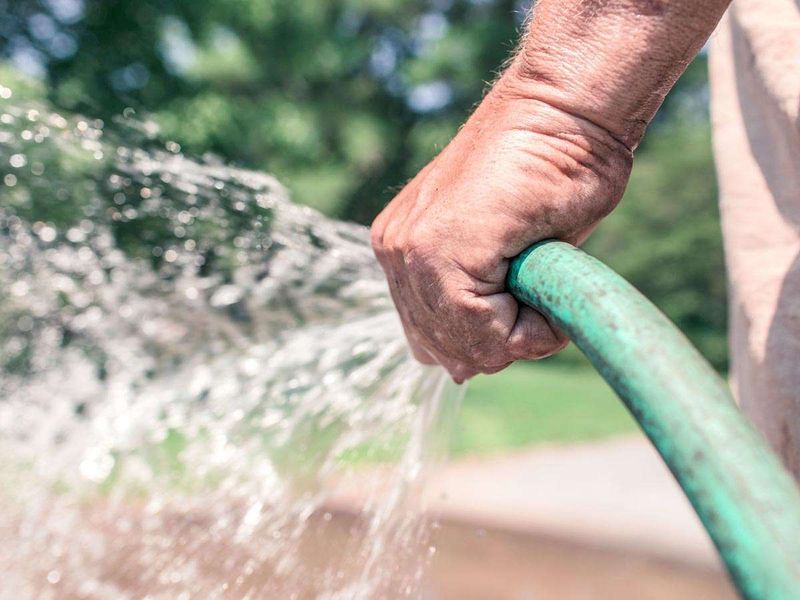 Newly Planted Trees Still Need Consistent Water Through Fall