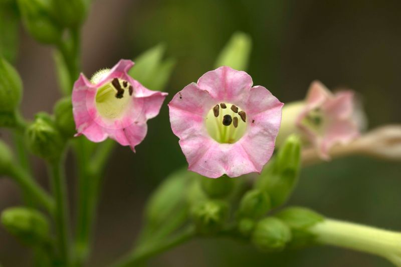 Nicotiana (Flowering Tobacco) Nicotiana (Flowering Tobacco)