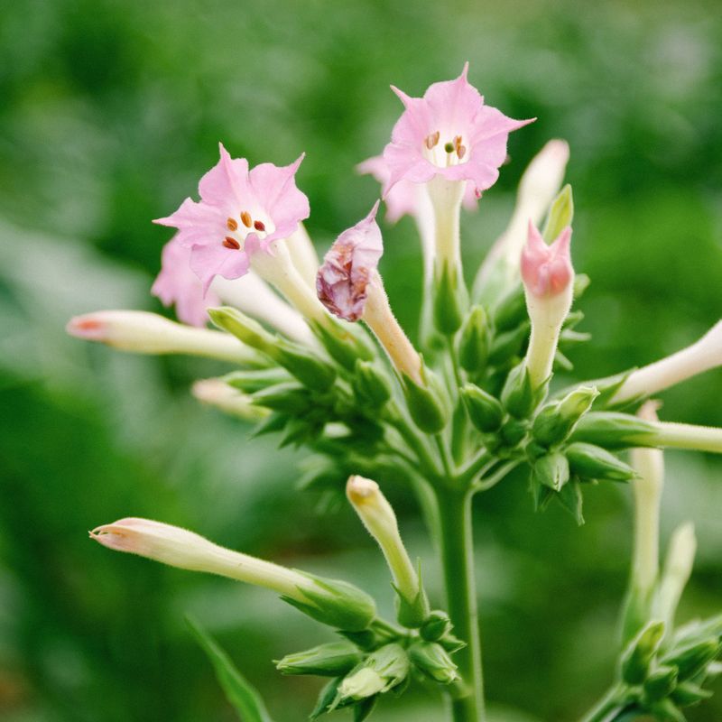 Nicotiana 