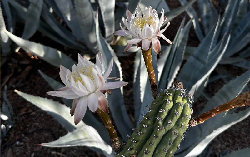 Night-Blooming Cactus Flowers Open After Sunset Night-Blooming Cactus Flowers Open After Sunset