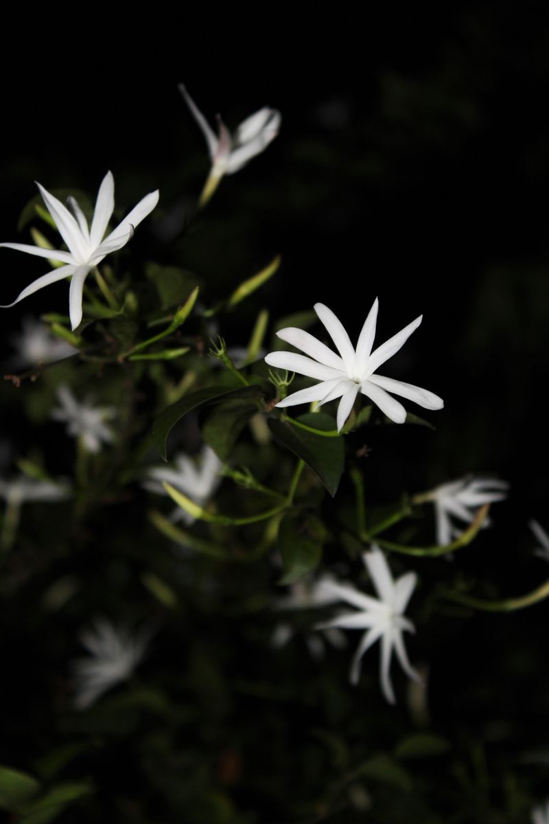 Night-Blooming Jasmine