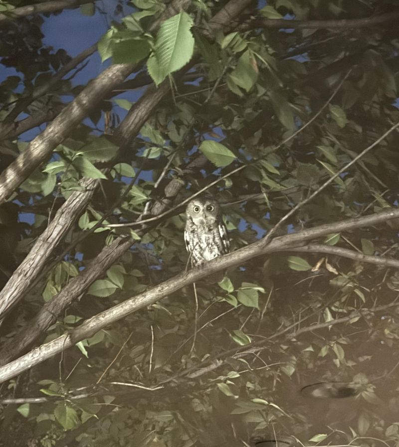 Night Hunting Means Prey Is Nearby Night Hunting Means Prey Is Nearby