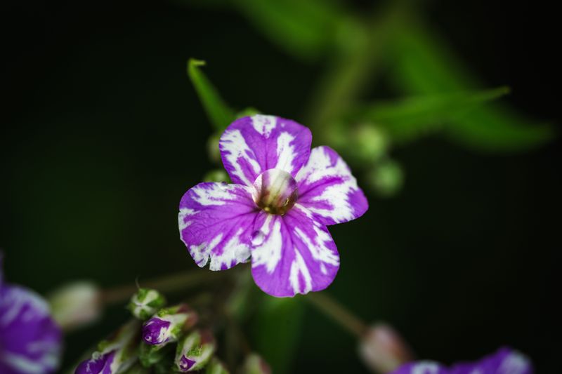 Night Phlox