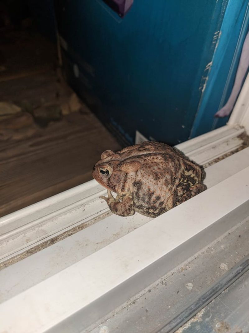 Nighttime Habitat Is Working Nighttime Habitat Is Working
