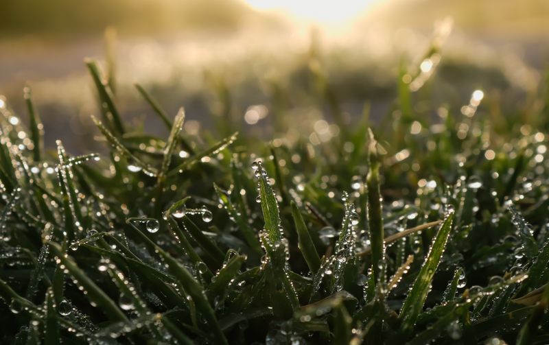 Nighttime Moisture Lingers Longer On Grass Blades