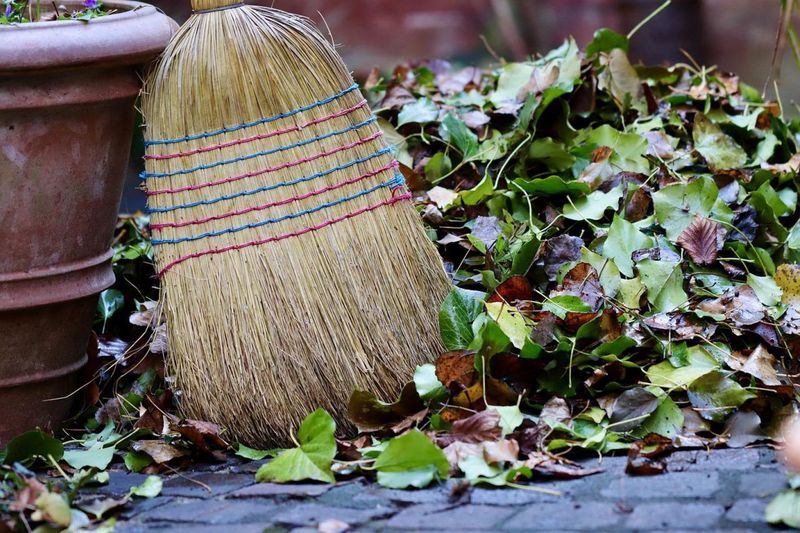 Nighttime Seed Cleanup Breaks The Food Chain At Ground Level