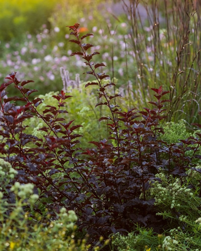 Ninebark Brings Beauty Without The Fuss