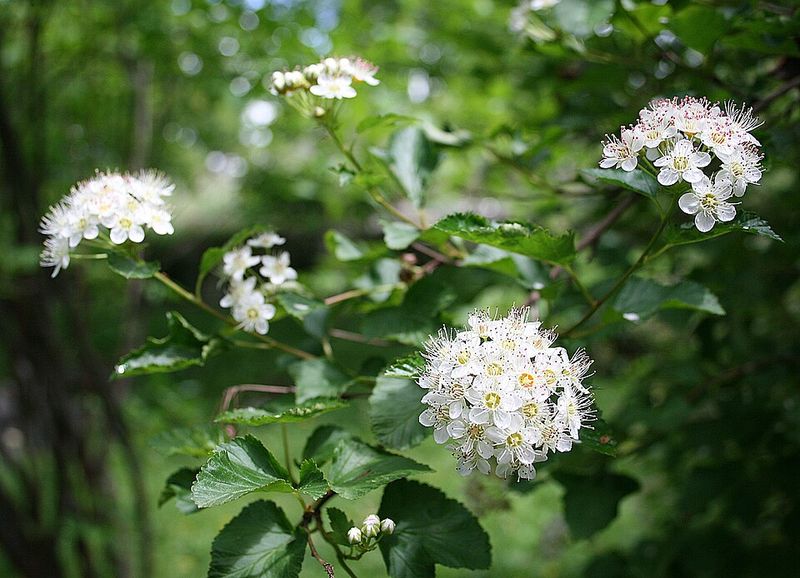 Ninebark Gives Dry Yards A Tougher Native Shrub Option Ninebark Gives Dry Yards A Tougher Native Shrub Option
